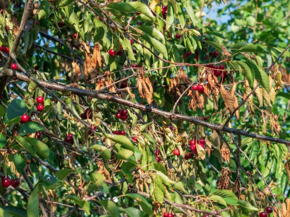 Осенью против монилиоза: 5 простых шагов, которые реально снижают риск и спасают урожай