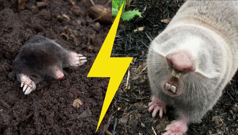 Вы забыли о слепышах? Узнайте, кто на самом деле вредит вашему огороду!