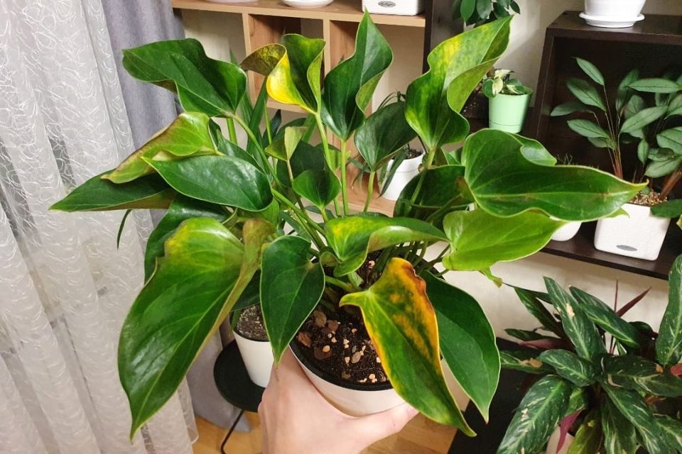 Как спасти умирающие растения: секреты реанимации за копейки