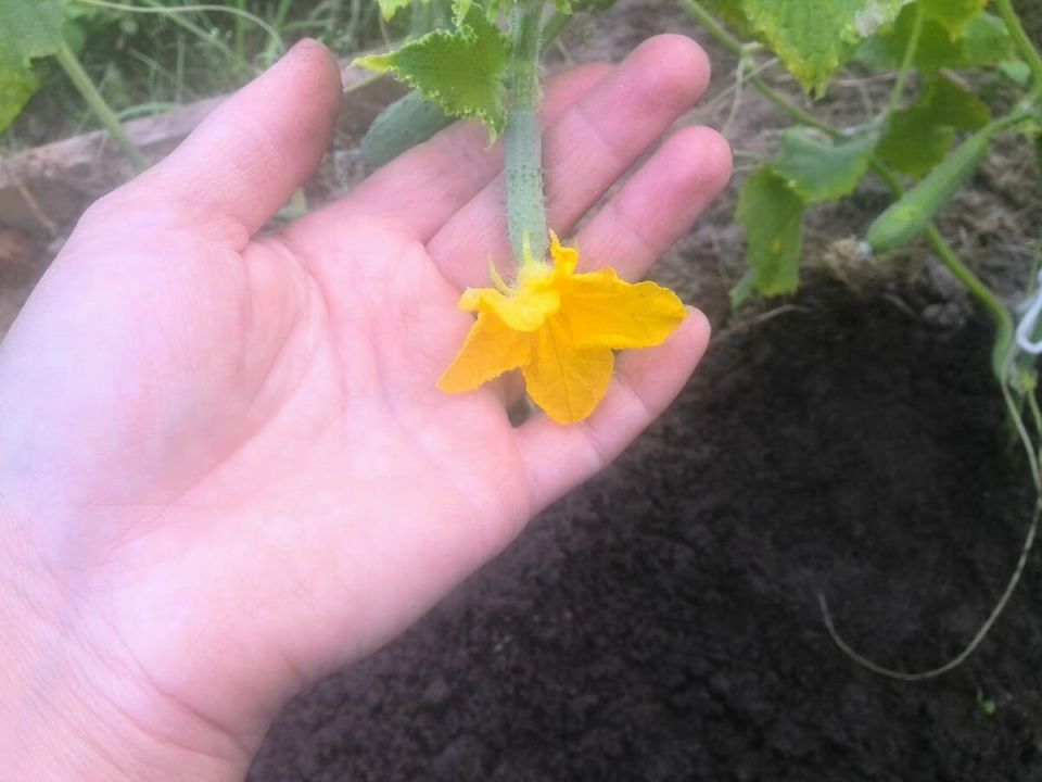 Как сохранить огурцы живыми и увеличить урожай в два раза