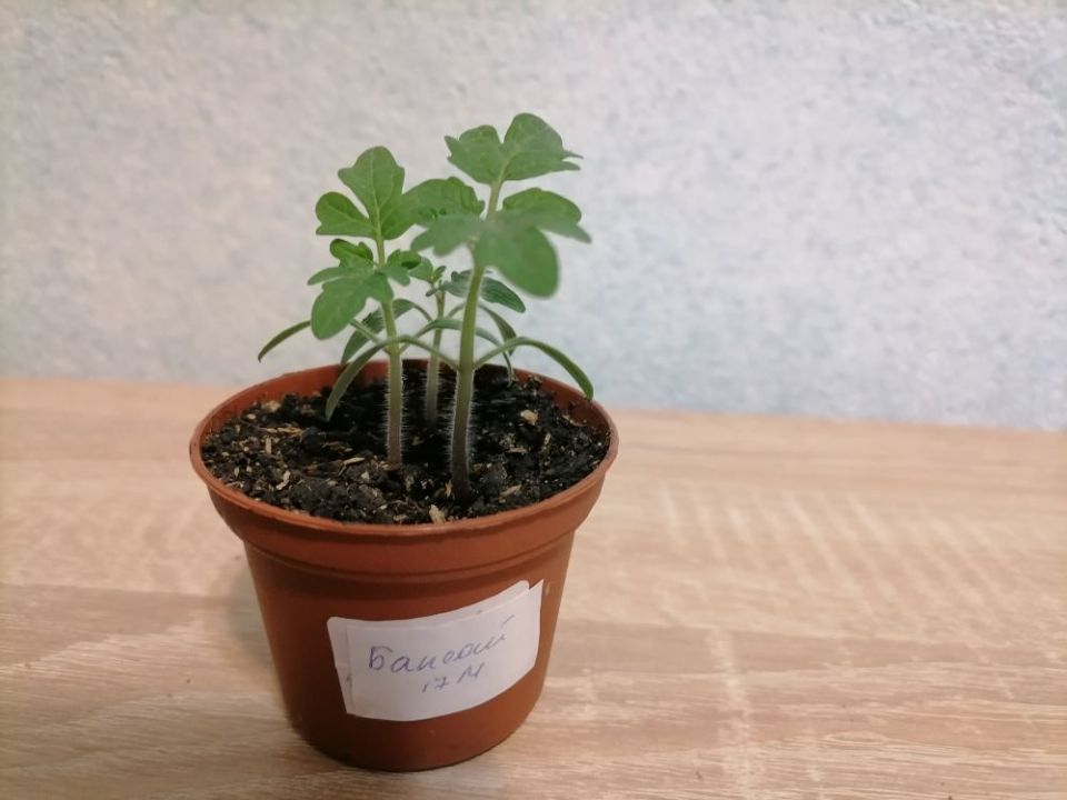 ����������, ����������� ��� ��� ���������?