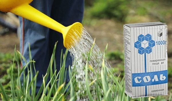 Полив лука солью: эффективно и недорого