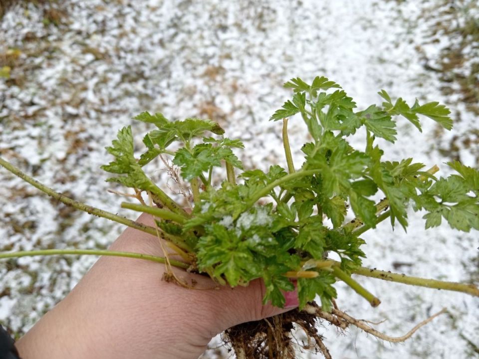 Как вырастить петрушку дома зимой: простой и быстрый метод