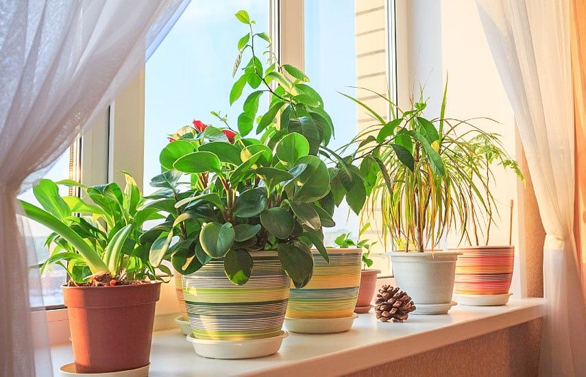 Зимняя спячка: важность понижения температуры для здоровья комнатных растений