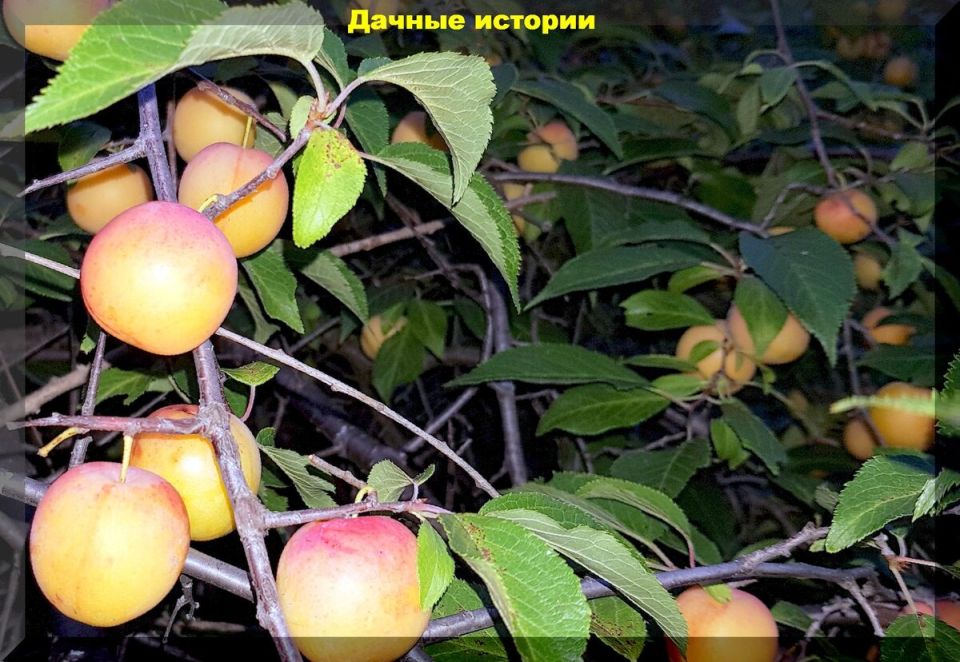 Умная обрезка сливы и алычи для крепкого урожая