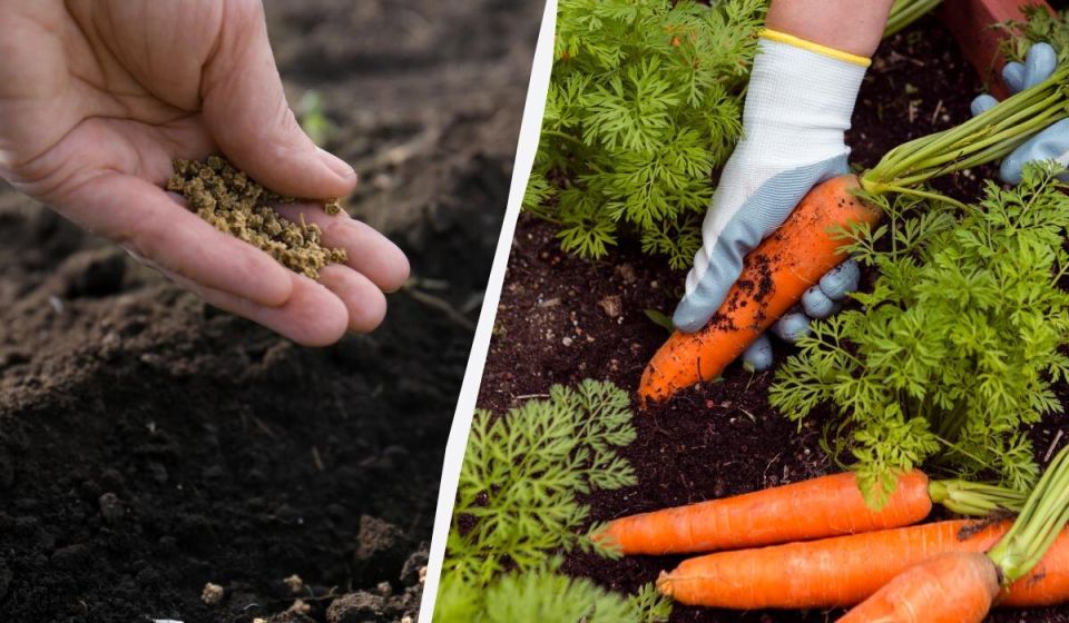 ������ ������� ���������� ���� ������: ����� ����� ����� ����� ��� ����