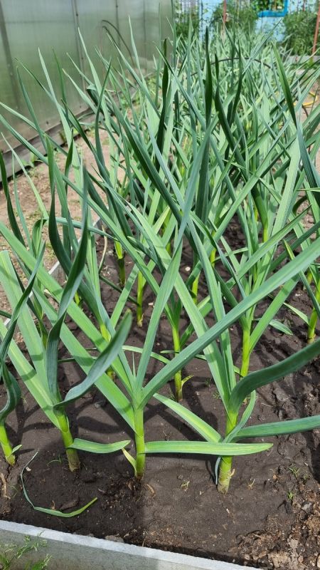 ��� ��������� ���������� ������ ������ ��� ��������� ������