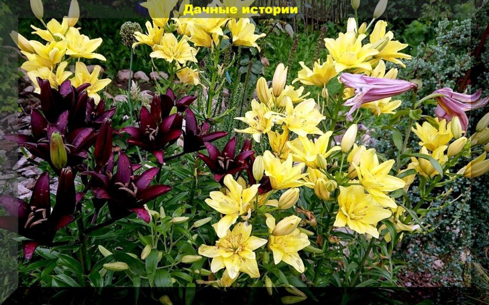 ���� �� ��������� �������: ������� ��������� ��������