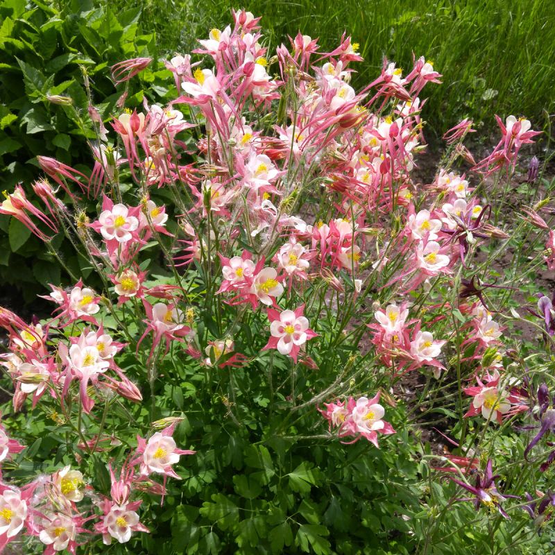 Выращивание аквилии через рассаду: все секреты посева