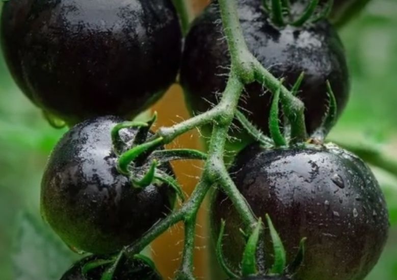 Томатные фиаско: какие сорта огородники находят разочаровывающими