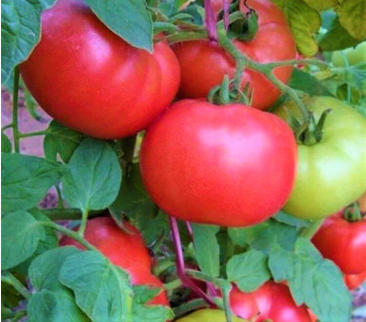 Сибирские томаты: идеальный выбор для холодных регионов